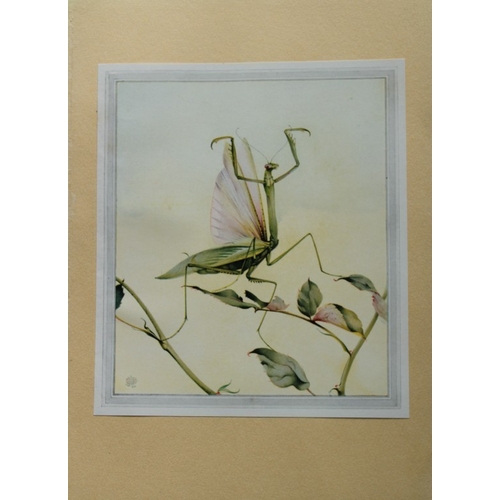 8375 - EJ Detmold - 2 prints of Praying Mantis and the Psyches 1935.

These plates are from Fabre's Book of... 