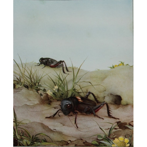 8377 - EJ Detmold - 2 prints of Field Cricket and Italian locusts 1935.

These plates are from Fabre's Book... 