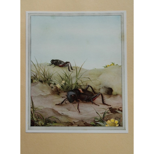 8377 - EJ Detmold - 2 prints of Field Cricket and Italian locusts 1935.

These plates are from Fabre's Book... 