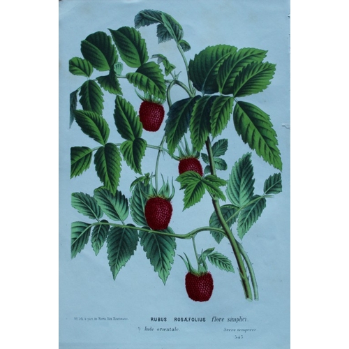 8382 - Lemaire & van Houtte - 3 prints of fruit from Flore des Serres 1867.

These chromolithographs are fr... 