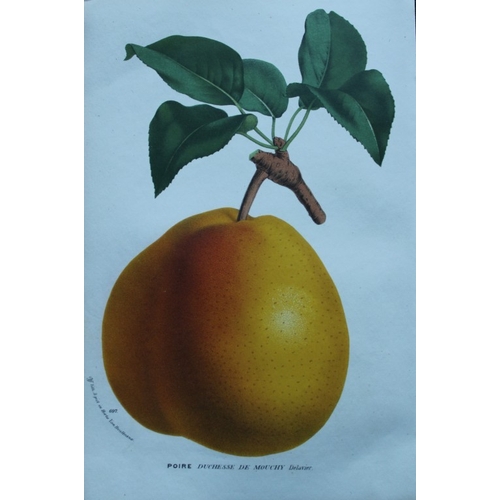 8382 - Lemaire & van Houtte - 3 prints of fruit from Flore des Serres 1867.

These chromolithographs are fr... 