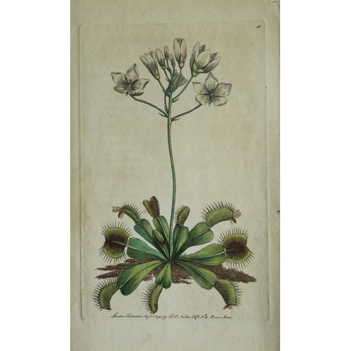 8411 - Shaw & Nodder - Venus's Fly-trap (Dionaea Muscipula) 1790.

This beautiful copper engraving with ori... 