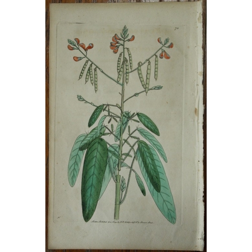 8412 - Shaw & Nodder - The Moving Plant (Animated Hedysarum) 1790.

This beautiful copper engraving with or... 