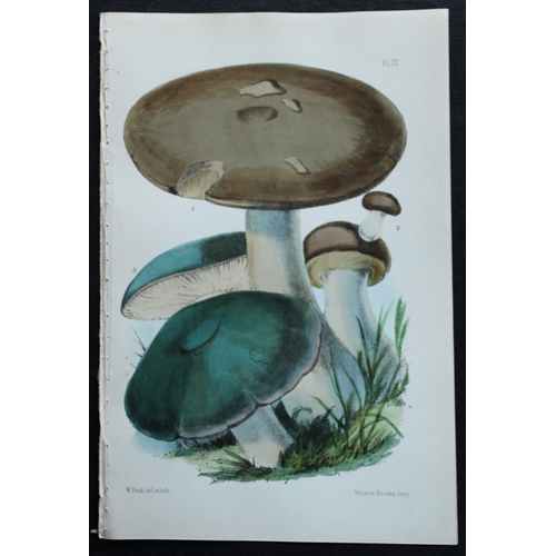 8434 - Charles Badham - 2 prints of edible mushrooms 1850.

These original antique prints are from A Treati... 