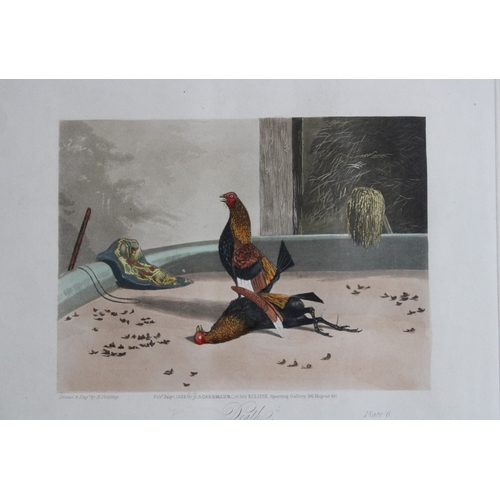 8496 - R Ackermann - 6 cock fighting engravings 1853.

This is a complete set of aquatint engravings from N... 