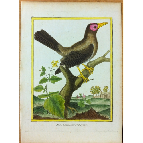 8100 - FN Martinet - Coleto or Starling 1770.

This print is by Francois Nicolas Martinet from the Comte de... 