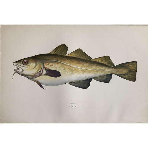 8320 - Jonathan Couch - 4 prints  of Cod, Sea Breams and Haddock 1877.

These original antique woodblock ha... 