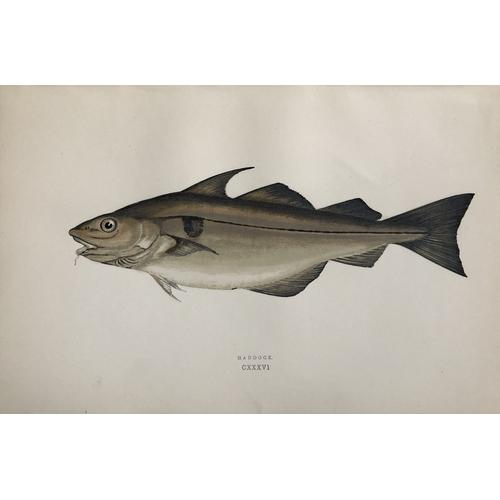 8320 - Jonathan Couch - 4 prints  of Cod, Sea Breams and Haddock 1877.

These original antique woodblock ha... 