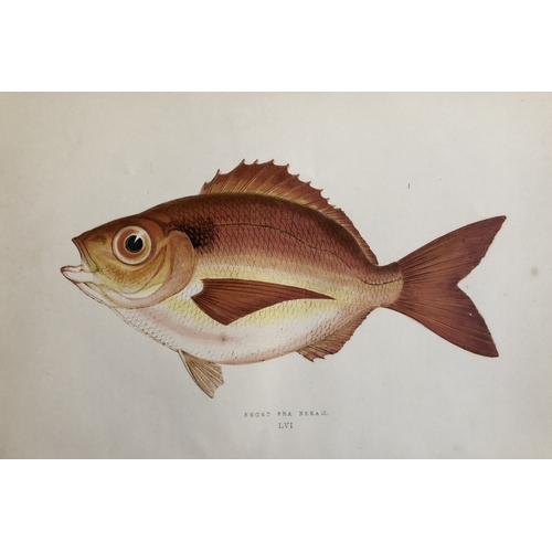 8320 - Jonathan Couch - 4 prints  of Cod, Sea Breams and Haddock 1877.

These original antique woodblock ha... 