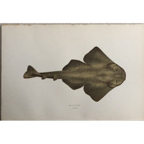 8321 - Jonathan Couch - 4 prints of Monkfish, Pollack & Hake 1877.

These original antique woodblock hand-c... 