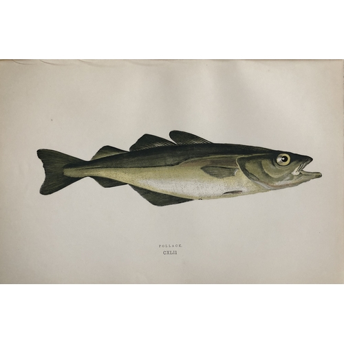 8321 - Jonathan Couch - 4 prints of Monkfish, Pollack & Hake 1877.

These original antique woodblock hand-c... 