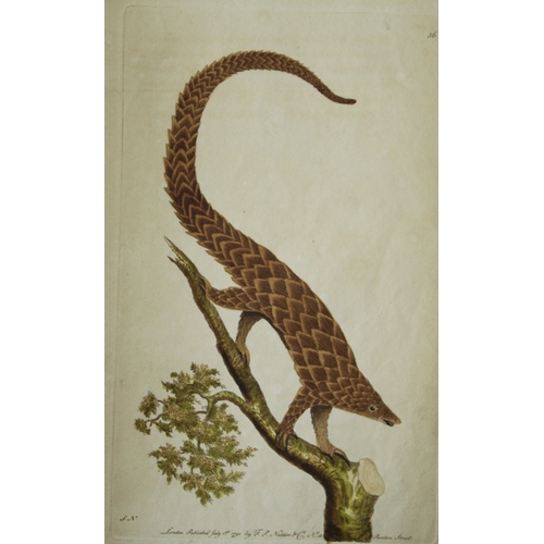 8334 - Shaw & Nodder - Long-tailed Pangolin (Manis Tetradactyla) 1790.

This beautiful copper engraving wit... 