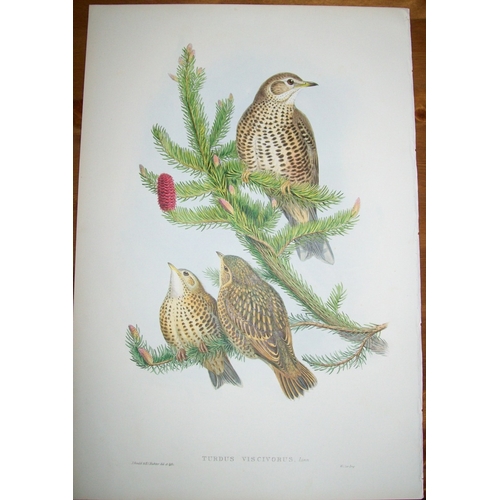 8009 - John Gould - Original lithograph of Missel Thrush 1862-73.

This original lithograph of the Missel T... 