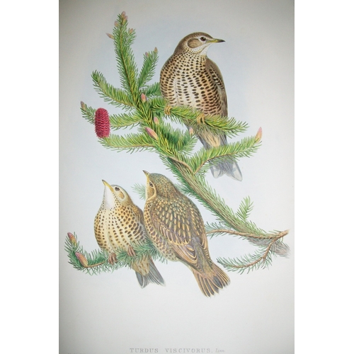 8009 - John Gould - Original lithograph of Missel Thrush 1862-73.

This original lithograph of the Missel T... 