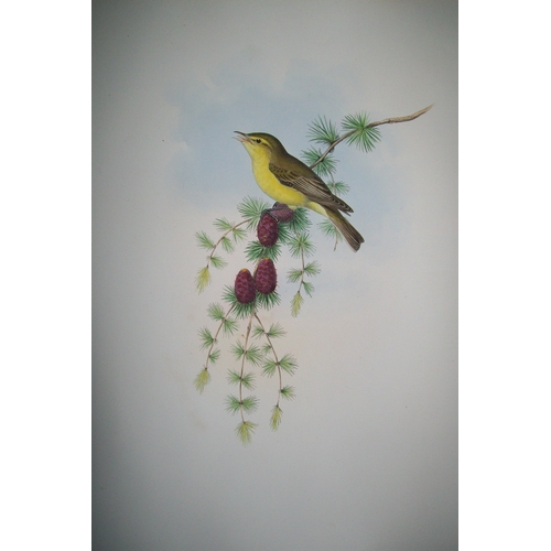 8019 - John Gould - Original lithograph of Melodious Warbler 1862-73.
This original lithograph of the Melod... 