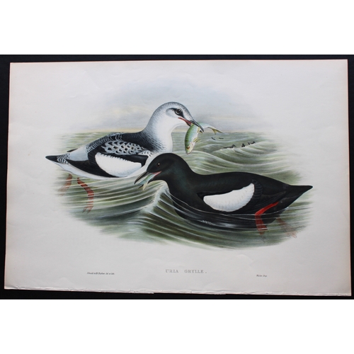 8027 - John Gould - Original lithograph of the Black Guillemot 1862-73.
This original lithograph of the Bla... 