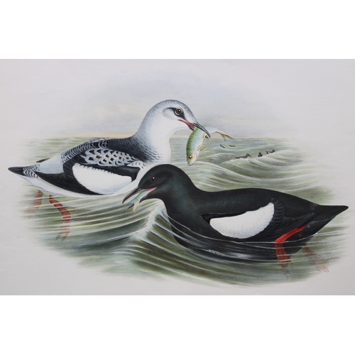 8027 - John Gould - Original lithograph of the Black Guillemot 1862-73.
This original lithograph of the Bla... 