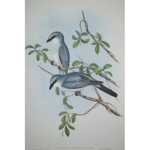 8079 - John Gould - Original lithograph of White-Bellied Cuckoo-Shrike 1840-48.
This original lithograph of... 