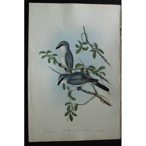 8079 - John Gould - Original lithograph of White-Bellied Cuckoo-Shrike 1840-48.
This original lithograph of... 