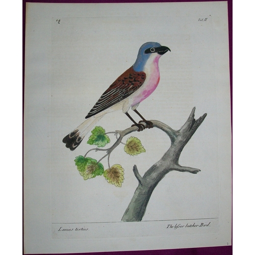 8091 - Eleazar Albin - Engraving of the Lesser Butcher Bird 1731.
This is an original engraving from The Na... 