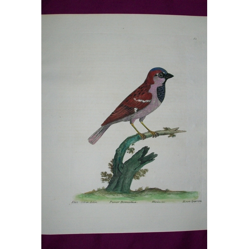 8090 - Eleazar Albin - Engraving of a House Sparrow 1731.
This is an original engraving from The Natural Hi... 