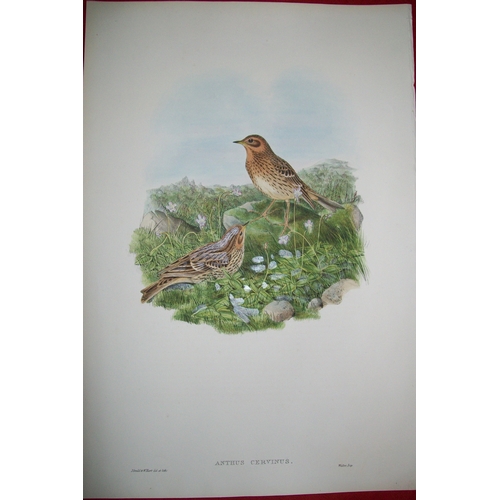 8020 - John Gould - Original lithograph of Red-throated Pipit 1862-73.
This original lithograph of the Red-... 