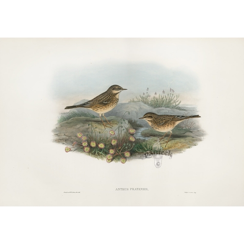 8022 - John Gould - Original lithograph of Meadow Pipit 1862-73.
This original lithograph of the Meadow Pip... 