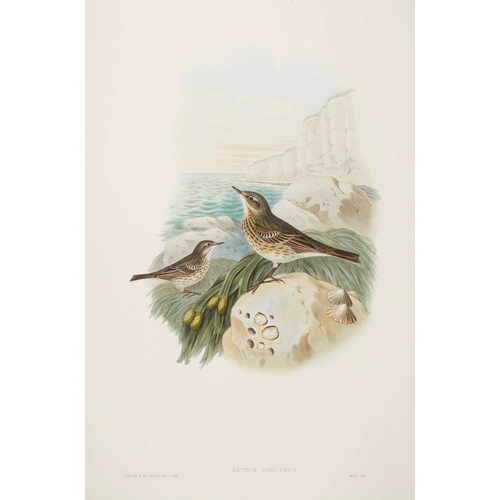 8021 - John Gould - Original lithograph of Rock Pipit 1862-73.
This original lithograph of Rock Pipit (Anth... 