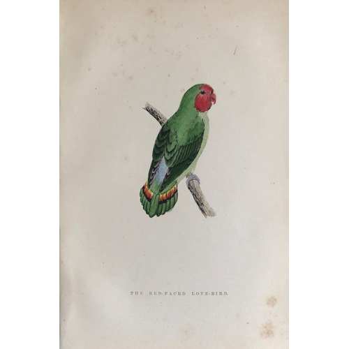 8256 - WT Greene - 3 prints of birds 1885.

These rare prints are from Birds I have kept in years gone by -... 