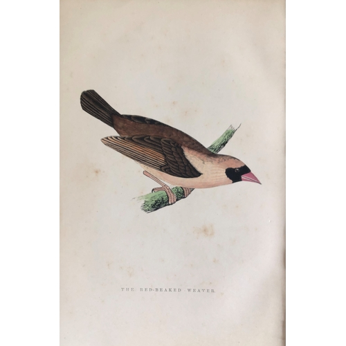 8256 - WT Greene - 3 prints of birds 1885.

These rare prints are from Birds I have kept in years gone by -... 