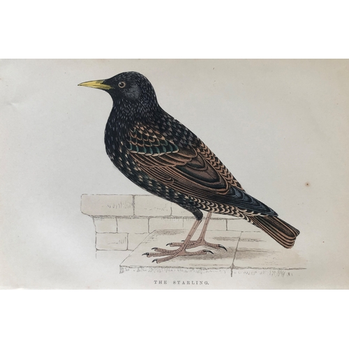 8256 - WT Greene - 3 prints of birds 1885.

These rare prints are from Birds I have kept in years gone by -... 