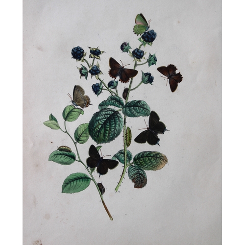 8355 - These two original hand-coloured lithographs, arranged and illustrated by H.N. Humphreys with descri... 