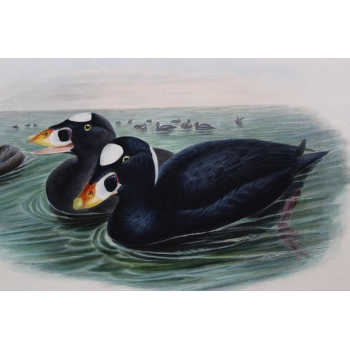 9015 - John Gould - Original lithograph of Surf Scoter  1862-73. 

This original lithograph of the Surf Sco... 