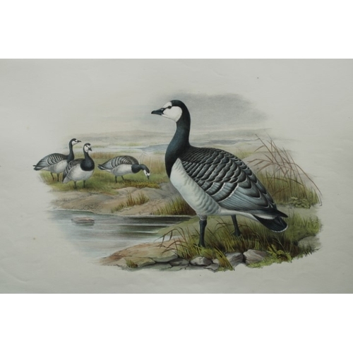 9017 - John Gould - Original lithograph of Bernicle Goose 1862-73. 

This original lithograph of the Bernic... 