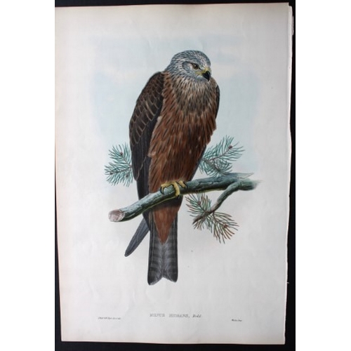 9023 - John Gould - Original lithograph of Black Kite 1862-73. 

This original lithograph of the Black Kite... 