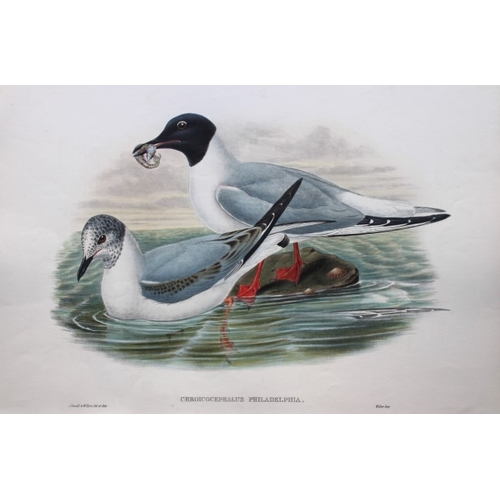 9036 - John Gould - Original lithograph of Bonaparte's Gull 1862-73. 

This original lithograph of Bonapart... 