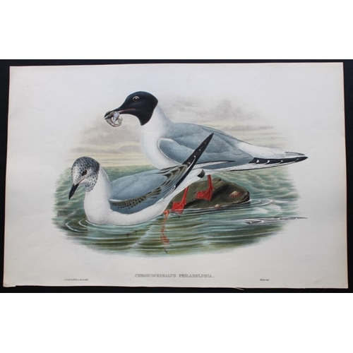 9036 - John Gould - Original lithograph of Bonaparte's Gull 1862-73. 

This original lithograph of Bonapart... 