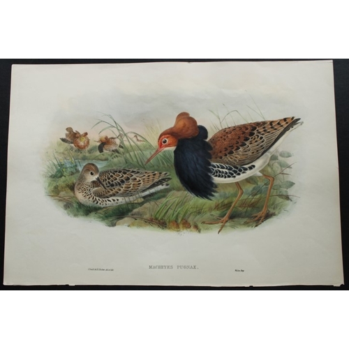 9046 - John Gould - Original lithograph of Ruff (Breeding plumage) 1862-73. 

This original lithograph of t... 