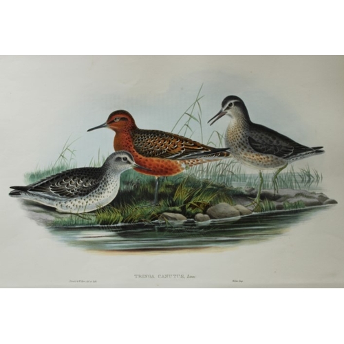 9054 - John Gould - Original lithograph of Knot 1862-73. 

This original lithograph of the Knot (Tringa can... 