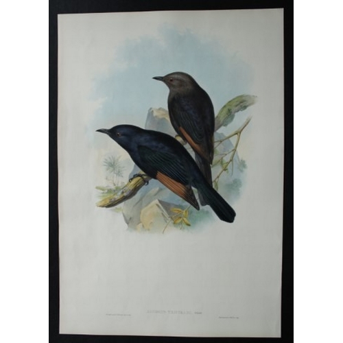 9073 - John Gould - Original lithograph of Tristram's Kingfisher 1849-83. 

This original lithograph of  Tr... 