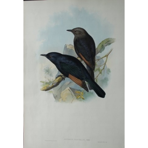 9073 - John Gould - Original lithograph of Tristram's Kingfisher 1849-83. 

This original lithograph of  Tr... 