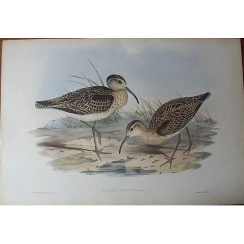 9075 - John Gould - Original lithograph of Little Whimbrel 1840-48. 

This lithograph of the Little Whimbre... 