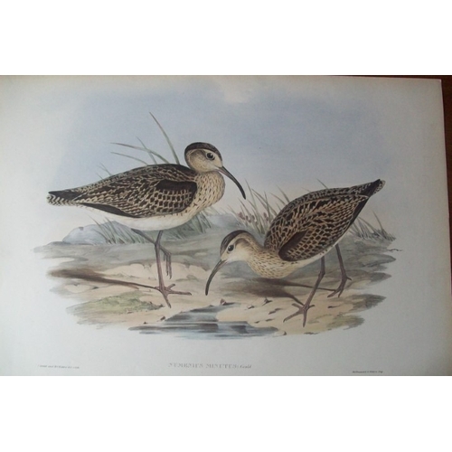 9075 - John Gould - Original lithograph of Little Whimbrel 1840-48. 

This lithograph of the Little Whimbre... 