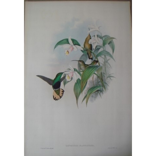 9085 - John Gould - Original lithograph of Buff-tailed Velvet Breast Humming Bird 1849-61. 

This magnifice... 