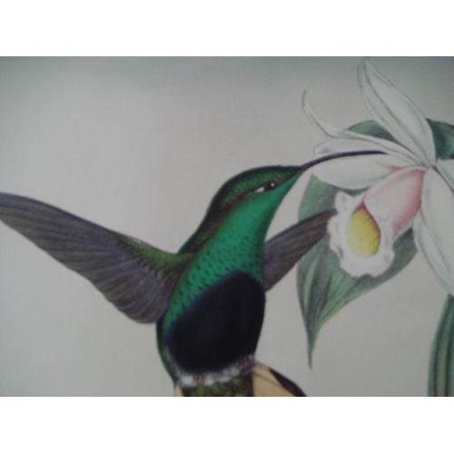 9085 - John Gould - Original lithograph of Buff-tailed Velvet Breast Humming Bird 1849-61. 

This magnifice... 