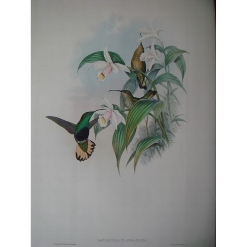 9085 - John Gould - Original lithograph of Buff-tailed Velvet Breast Humming Bird 1849-61. 

This magnifice... 