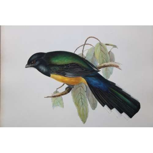 9002 - John Gould - Original lithograph of Black-headed Trogon 1835. 

This original lithograph of the Blac... 