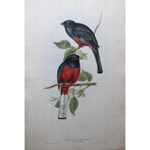 9003 - John Gould - Original lithograph of Surucua Trogon 1835. 

This original lithograph of the Surucua T... 