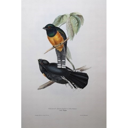 9004 - John Gould - Original lithograph of Little Trogon 1835. 

This original lithograph of the Little Tro... 