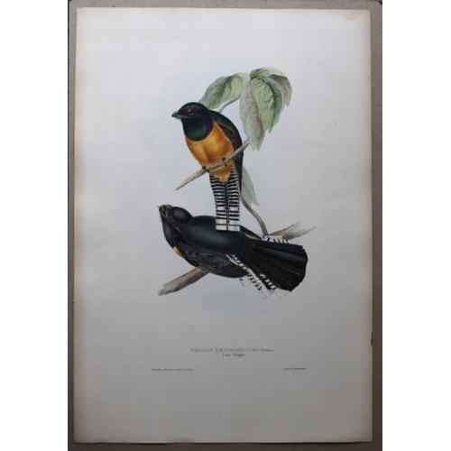 9004 - John Gould - Original lithograph of Little Trogon 1835. 

This original lithograph of the Little Tro... 